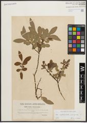 Foto von Salix appendiculata Vill. x Salix purpurea L.
